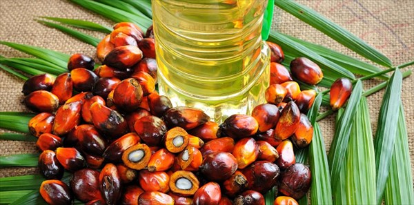 Côte d'Ivoire: les importations illégales d'huile de palme raffinée  menacent de nombreux emplois [1/2] - Afrique économie