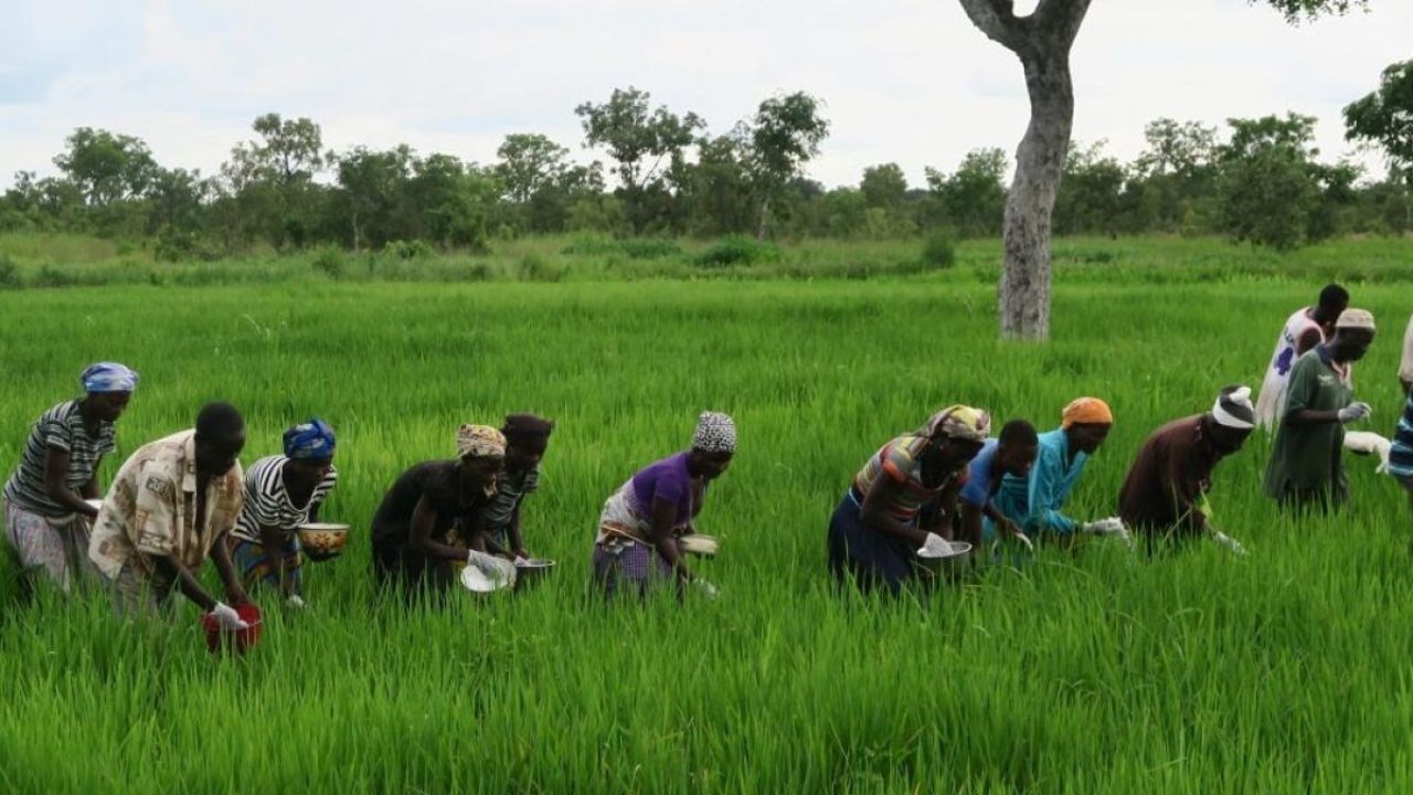 Bénin : 562 millions FCFA versés aux producteurs de riz et de coton victimes de pertes de rendement
