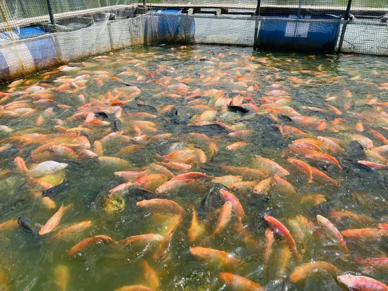Togo : 20 milliards FCFA pour accroître de 25% la production de poisson d’ici 2028