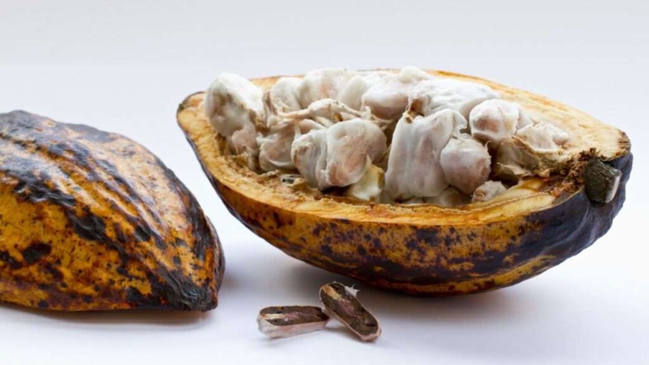 Cacao : La Côte d’Ivoire, le Ghana, le Nigeria et le Cameroun s’unissent pour réduire les exportations de fèves brutes