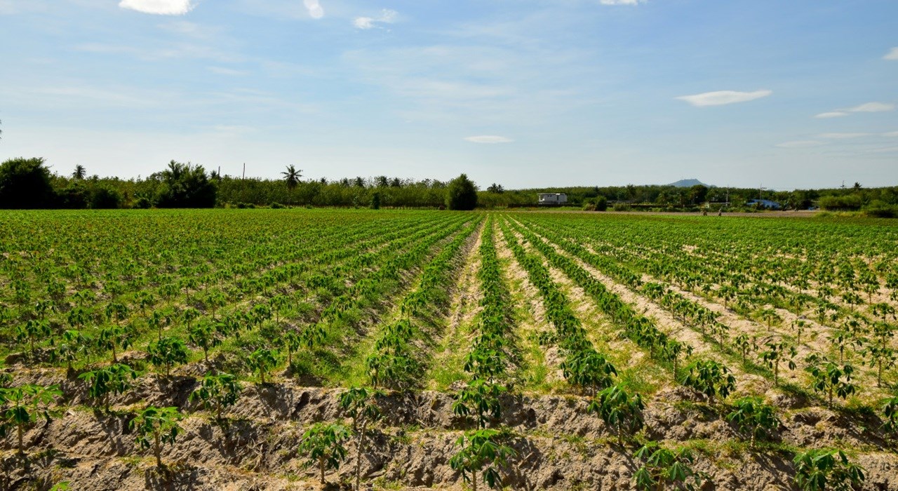 Sénégal : La Banque mondiale décaisse 120 millions d’euros pour désenclaver les zones de production agricole