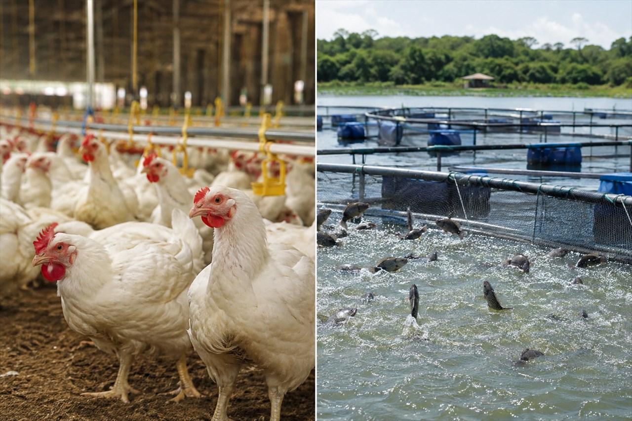 Congo : 60 millions USD de la Banque mondiale pour développer l’aviculture et l’aquaculture