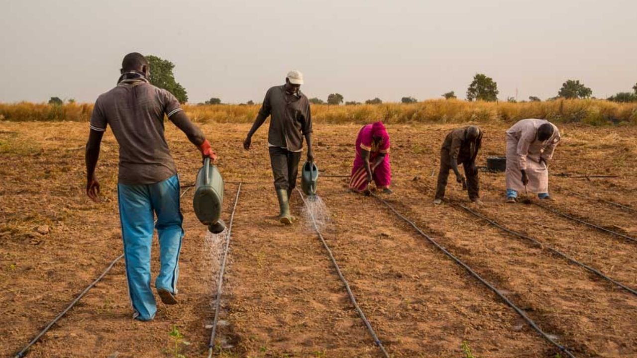 Le Nigeria lance un fonds de 500 millions USD pour faire du delta du Niger un nouveau pôle agricole