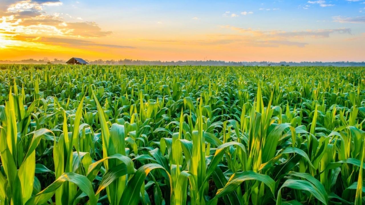 Ghana : Un programme agricole de 3,5 milliards USD pour renforcer la sécurité alimentaire et créer des emplois