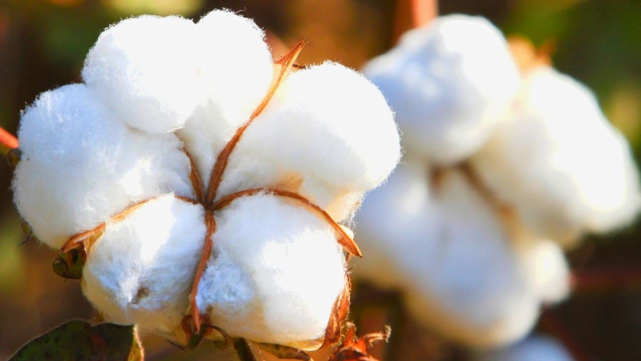 Bénin : Wadagni lance le pari de repasser la barre des 700 000 tonnes de production de coton