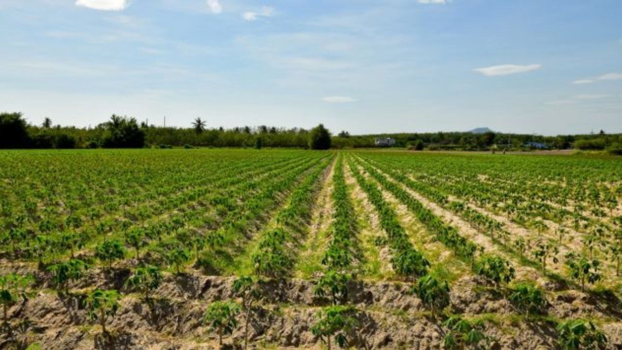 La Banque mondiale débloque 140 millions USD pour désenclaver les zones agricoles du Sénégal