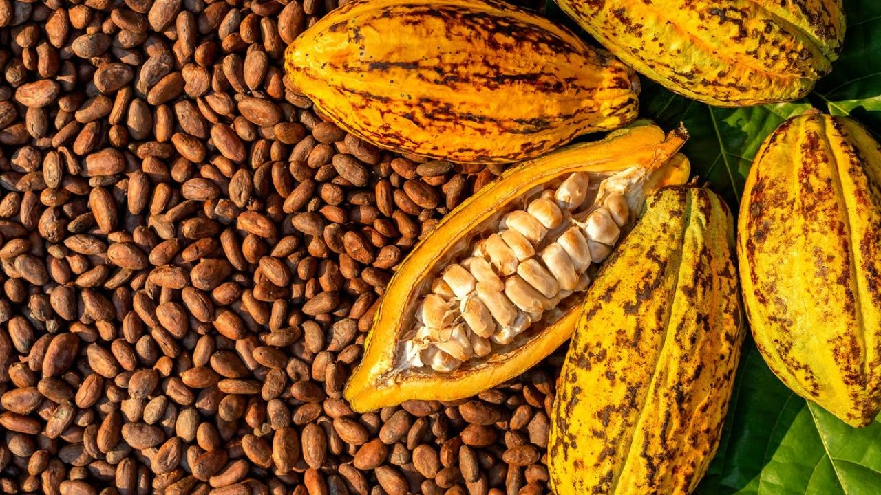 Cacao: Le Ghana réaffirme le prix de 1 987 FCFA/kg pour le reste de la campagne